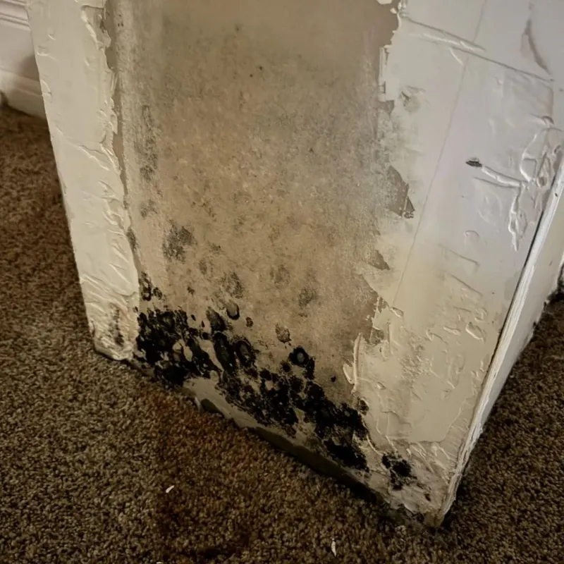 Professional Mold Removal in Eagle Butte, SD